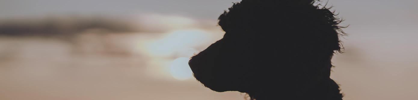 Hund som spanar vid solnedgången